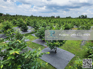 Vải Địa Phủ Gốc Cây