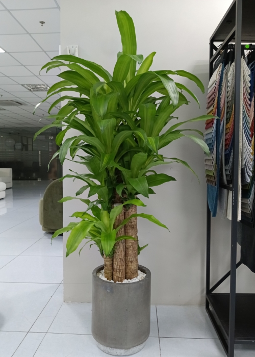 Cây thiết mộc lan