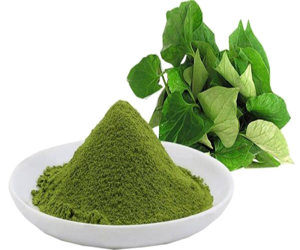 Bột rau diếp cá