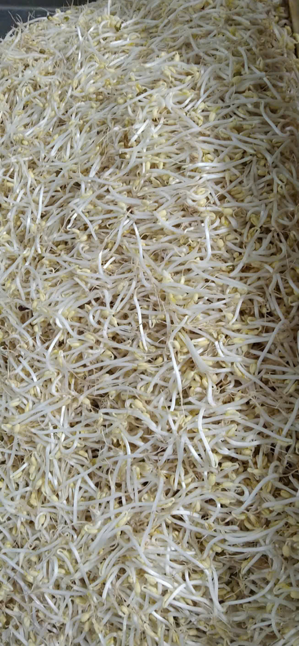 Giá đỗ