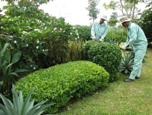 Dịch vụ cắt tỉa cỏ cây
