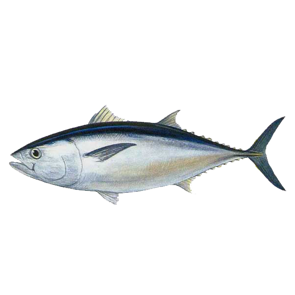 Cá ngừ