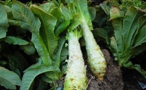 Rau ngó xuân