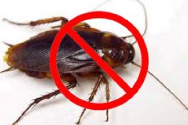 Dịch vụ diệt gián