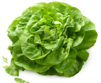 Xà lách