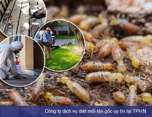 Dịch Vụ Diệt Mối Tận Gốc Sinh Học