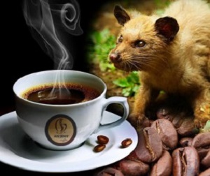 Cà phê chồn Arabica