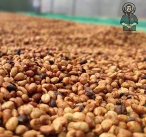 Cà Phê Nhân Premium Robusta - Yellow Honey