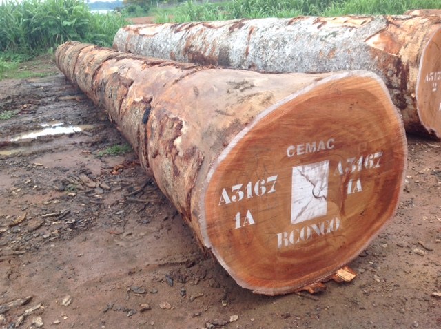 Gỗ Sapelli