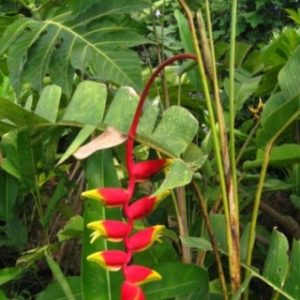 Cây chuối cá đỏ