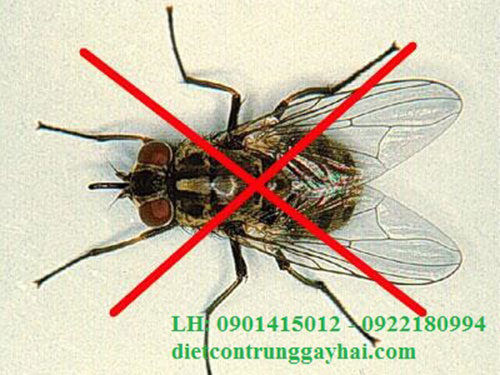 Dịch vụ diệt ruồi