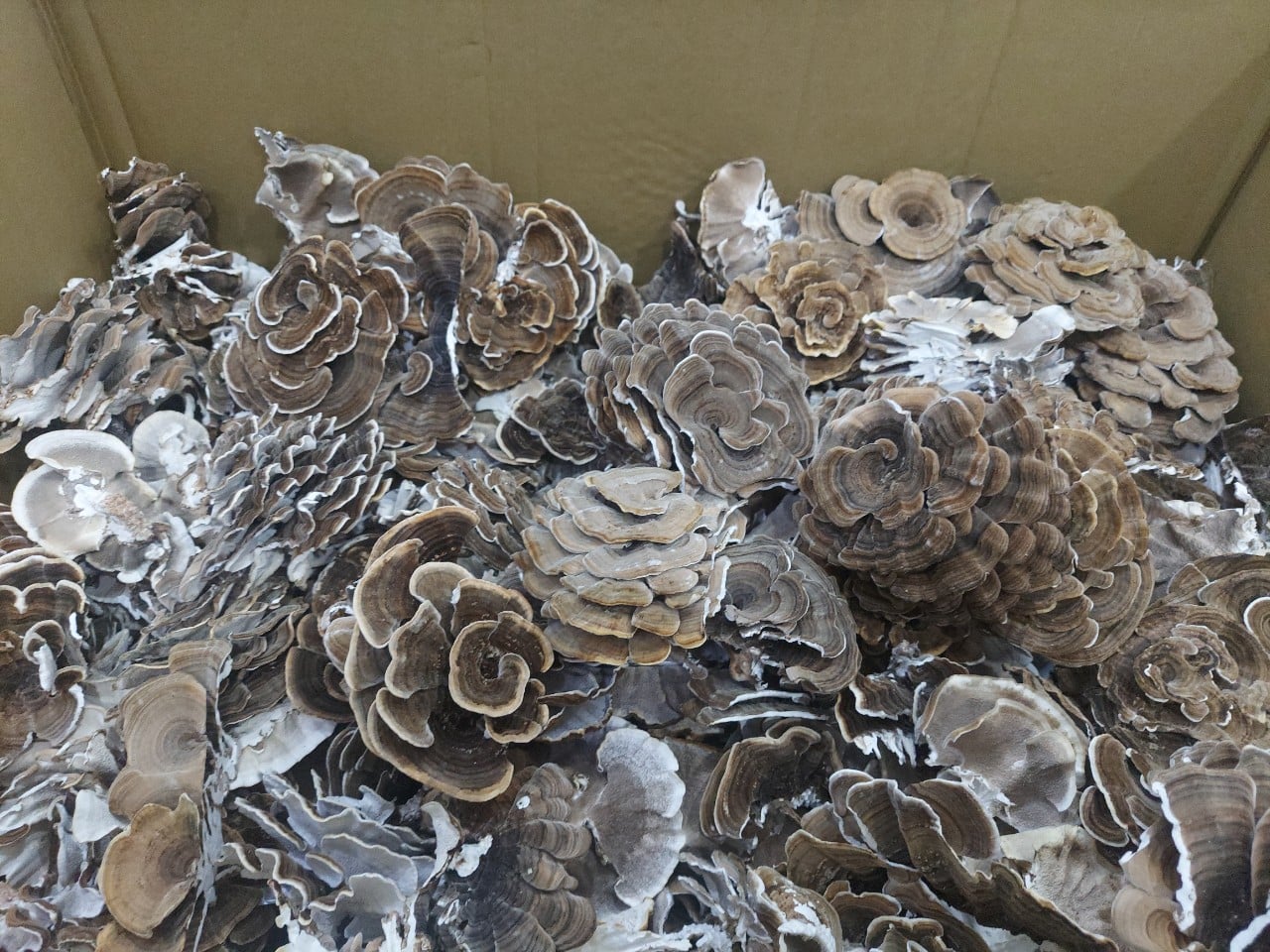 Nấm vân chi khô