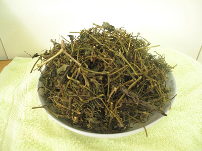Giảo cổ lam khô
