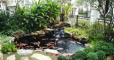 Thiết kế thi công bể cá Koi