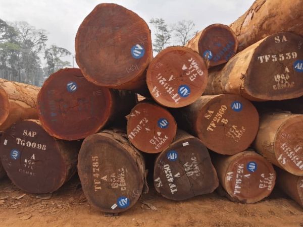 Gỗ xoan đào