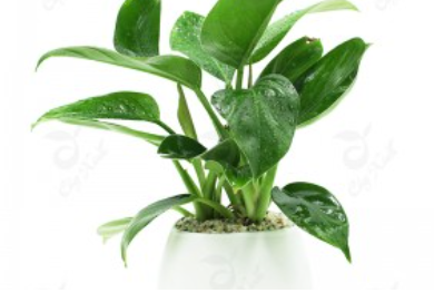 Cây trầu bà đế vương xanh
