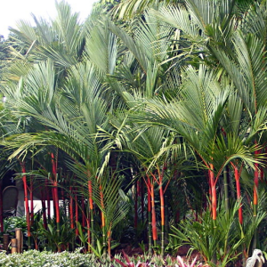 Cây cau đỏ
