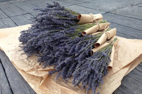 Hoa khô Lavender