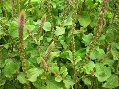 Cỏ xước