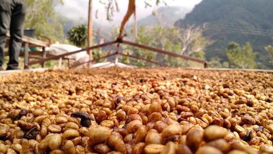 Cà phê Honey Process