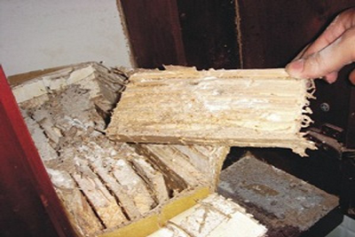 Dịch vụ diệt mối tận gốc tại nhà ở Hà Nội