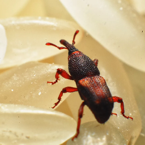 Dịch vụ diệt mọt