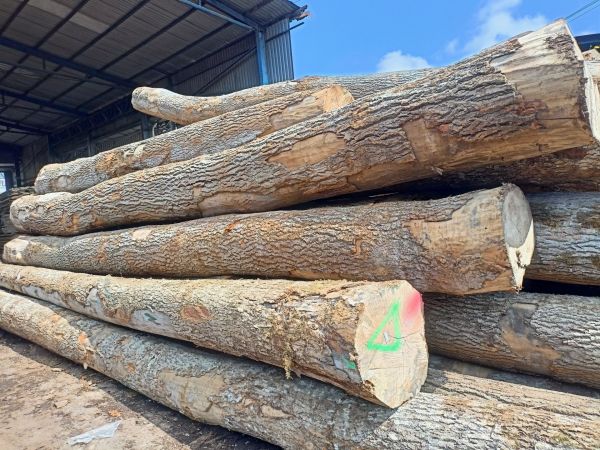 Gỗ tần bì