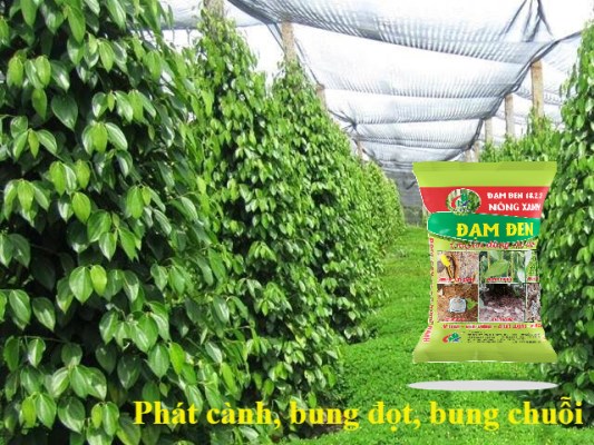 Tư vấn sử dụng phân bón hiệu quả