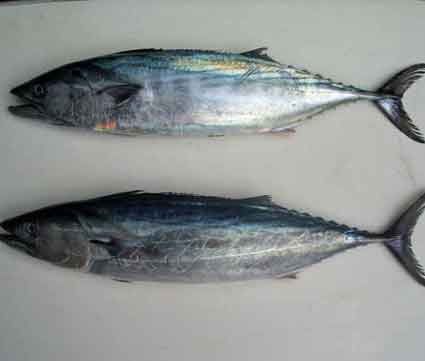 Cá ngừ chù nguyên con