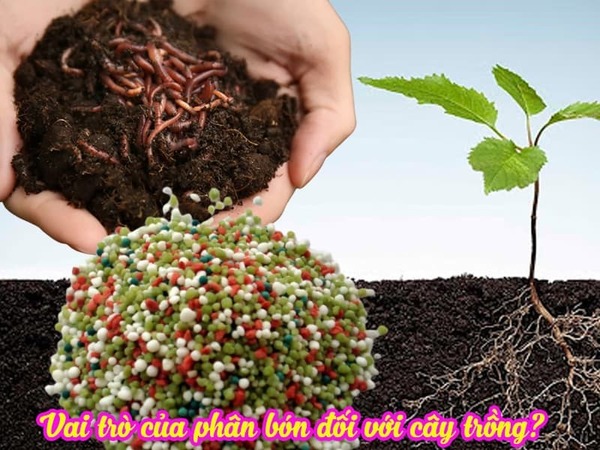 Phân bón hữu cơ