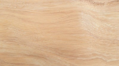 Veneer Pachyloba