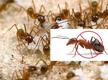 Dịch vụ diệt kiến