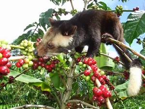 Cà phê chồn tự nhiên