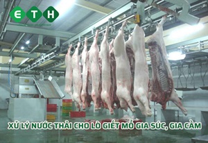 Xử Lý Nước Thải Lò Giết Mổ Gia Súc, Gia Cầm