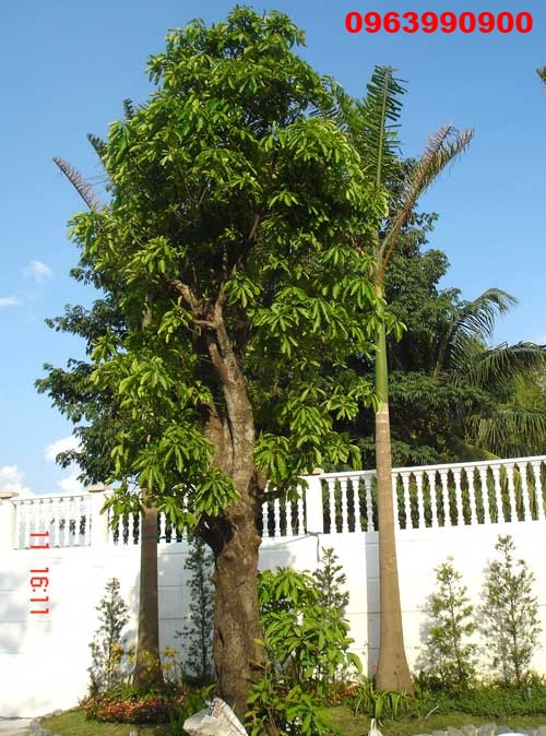 Cây lộc vừng