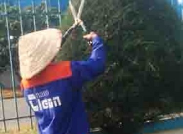 Dịch vụ chăm sóc cây xanh