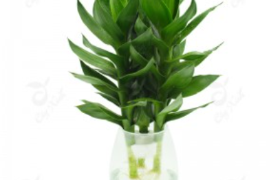 Cây phát lộc thủy sinh