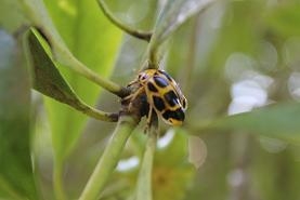 Xử lý sâu bọ gây hại