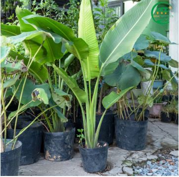 Thi công cảnh quan nhà vườn