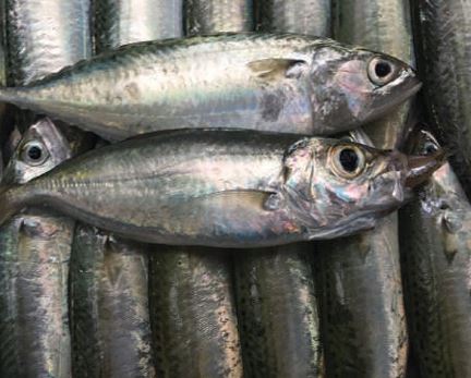 Cá thu Ấn Độ đông lạnh