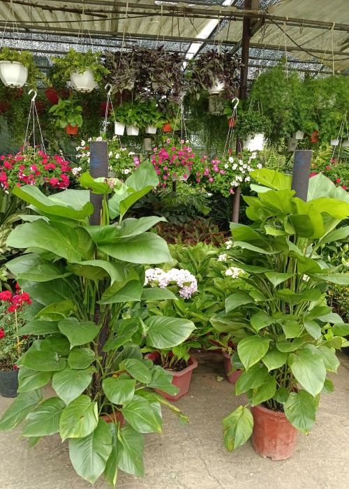 Cây trầu bà đế vương