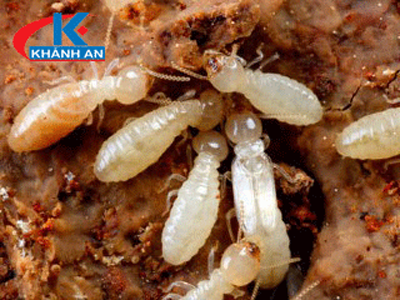 Dịch vụ diệt mối tận gốc với hộp nhử và chế phẩm PMC90