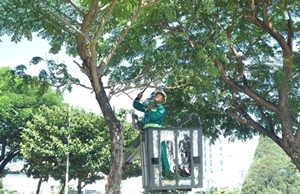 Dịch Vụ Cưa Cây