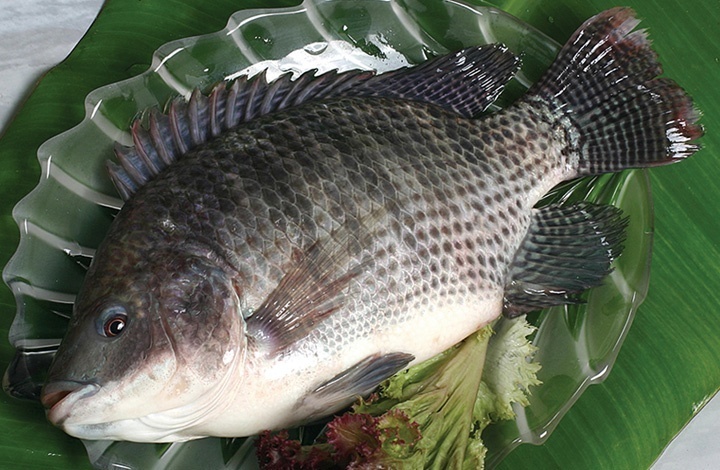 Cá rô phi