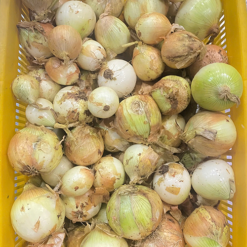 Hành tây