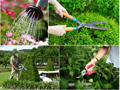 Dịch Vụ Cho Thuê Cây Văn Phòng