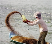 Đăng ký lưu hành thức ăn thủy sản