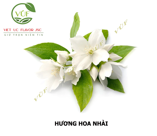 Hương hoa nhài