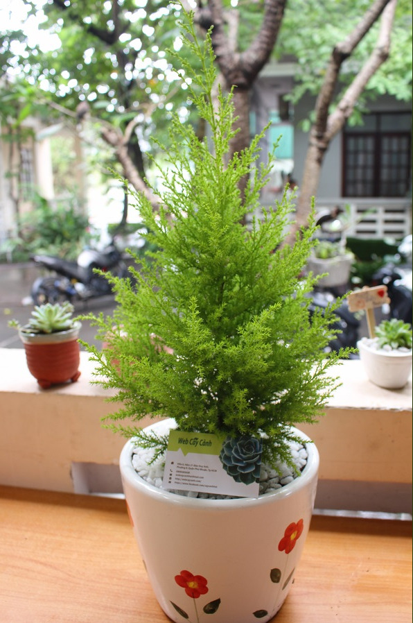 Cây tùng thơm