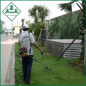 Chăm Sóc, Bảo Dưỡng Cây Xanh